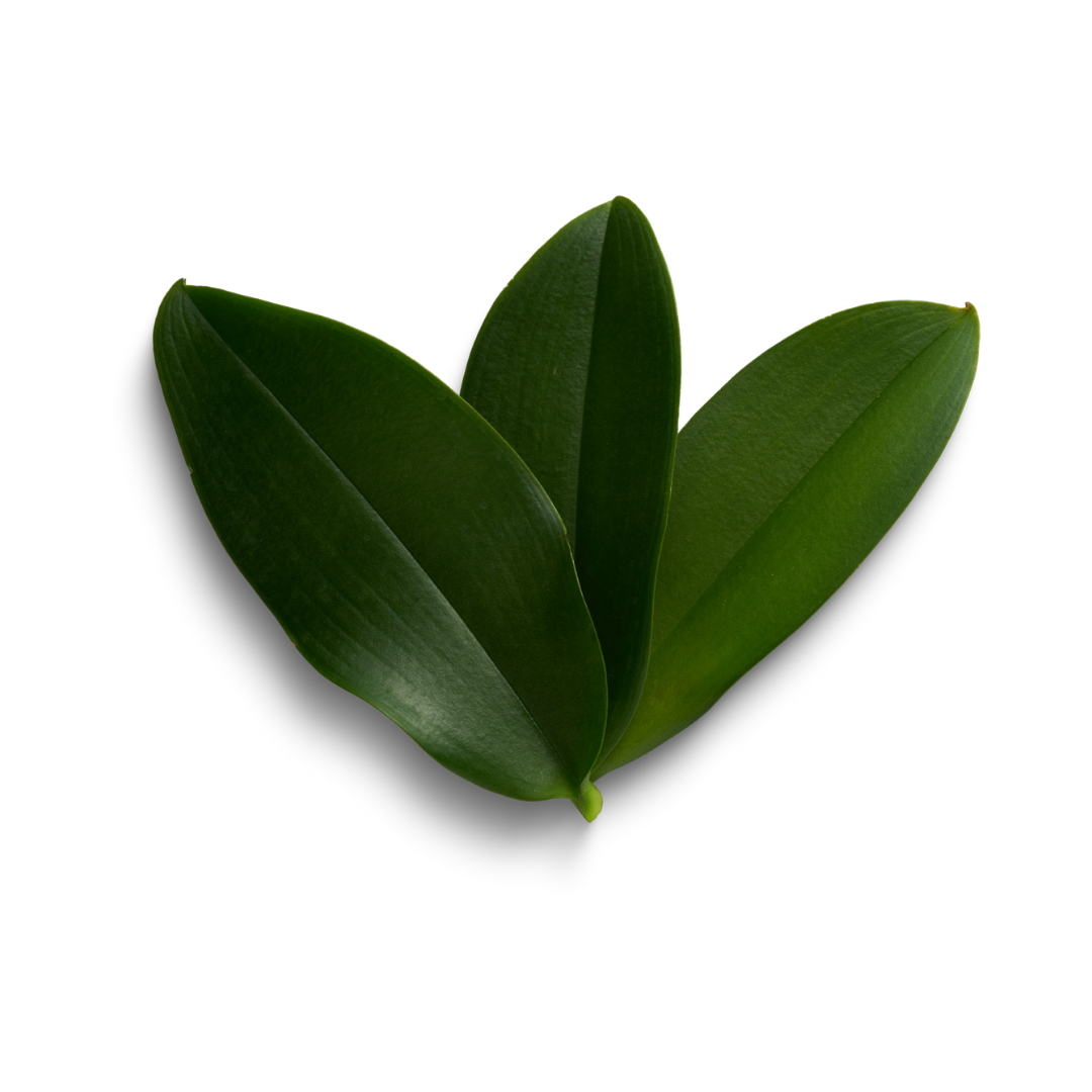 Nturukpa Leaf