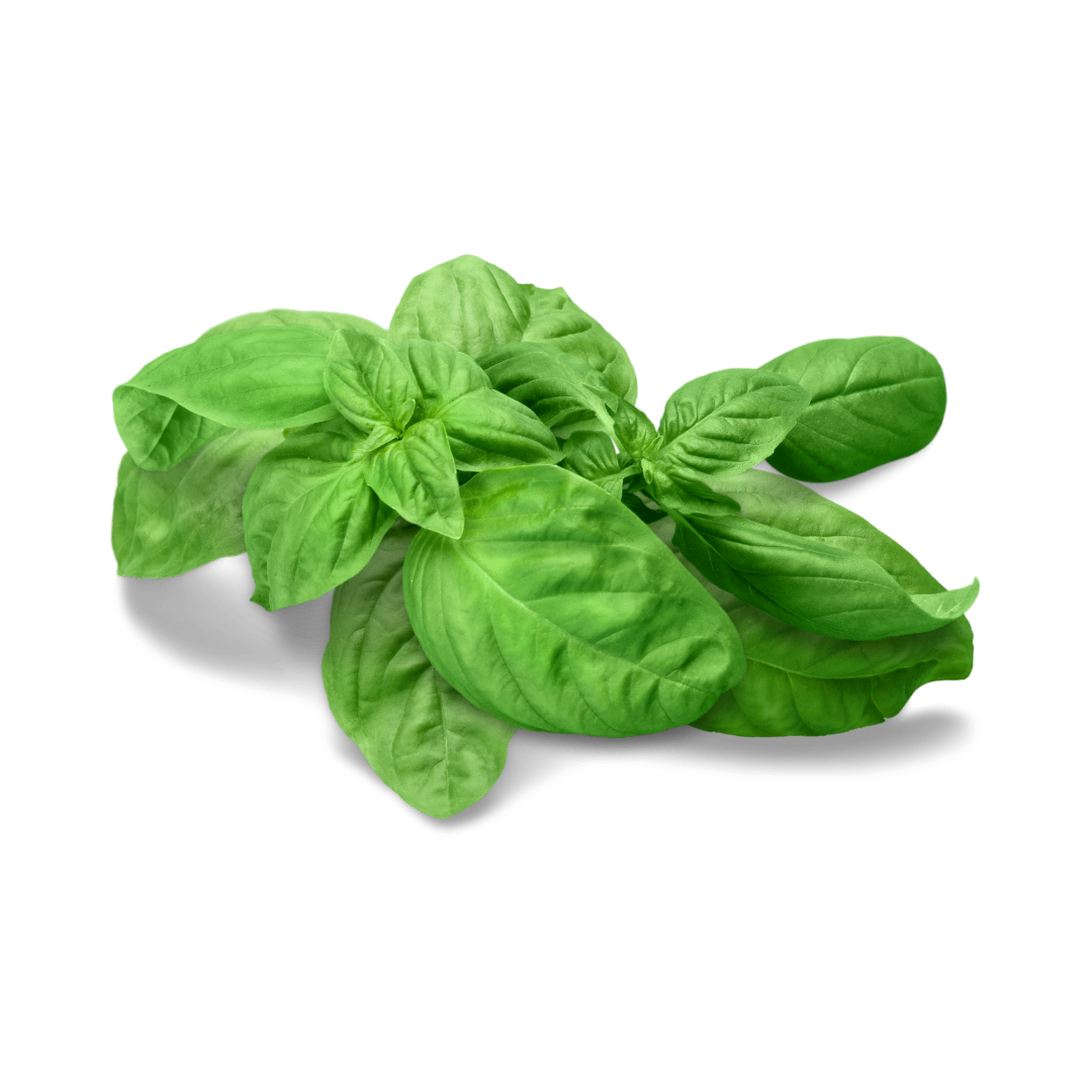 Green - African-Spinach