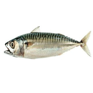 Scumbia Fish - Atlantic Mackerel