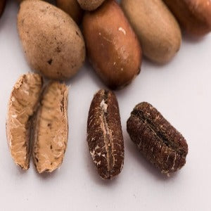 Ehu - African Nutmeg Seed