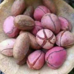 Oji Igbo - Kola Nut