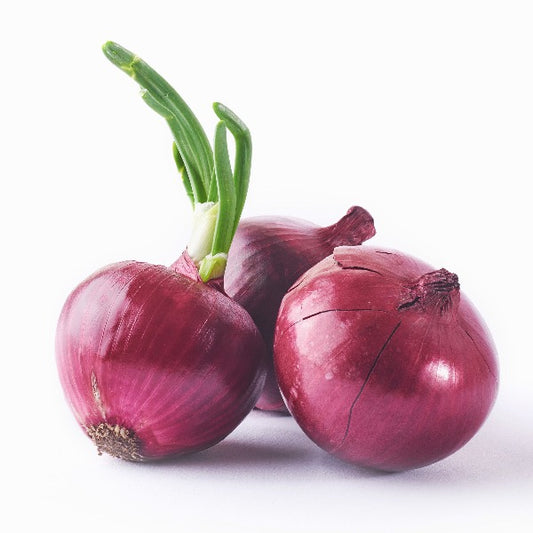 Red Onion Bulb