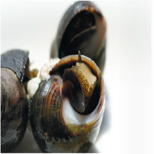 Periwinkles - Sea Snail